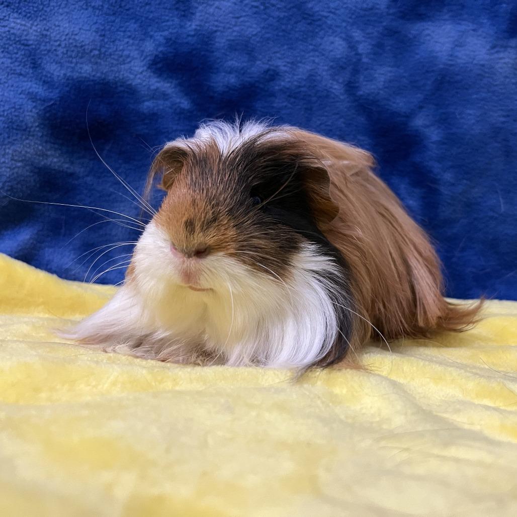 Enlarge Munchkin (bonded with Cleo), a Adoptable Guinea Pig in Decatur, GA image 6/6