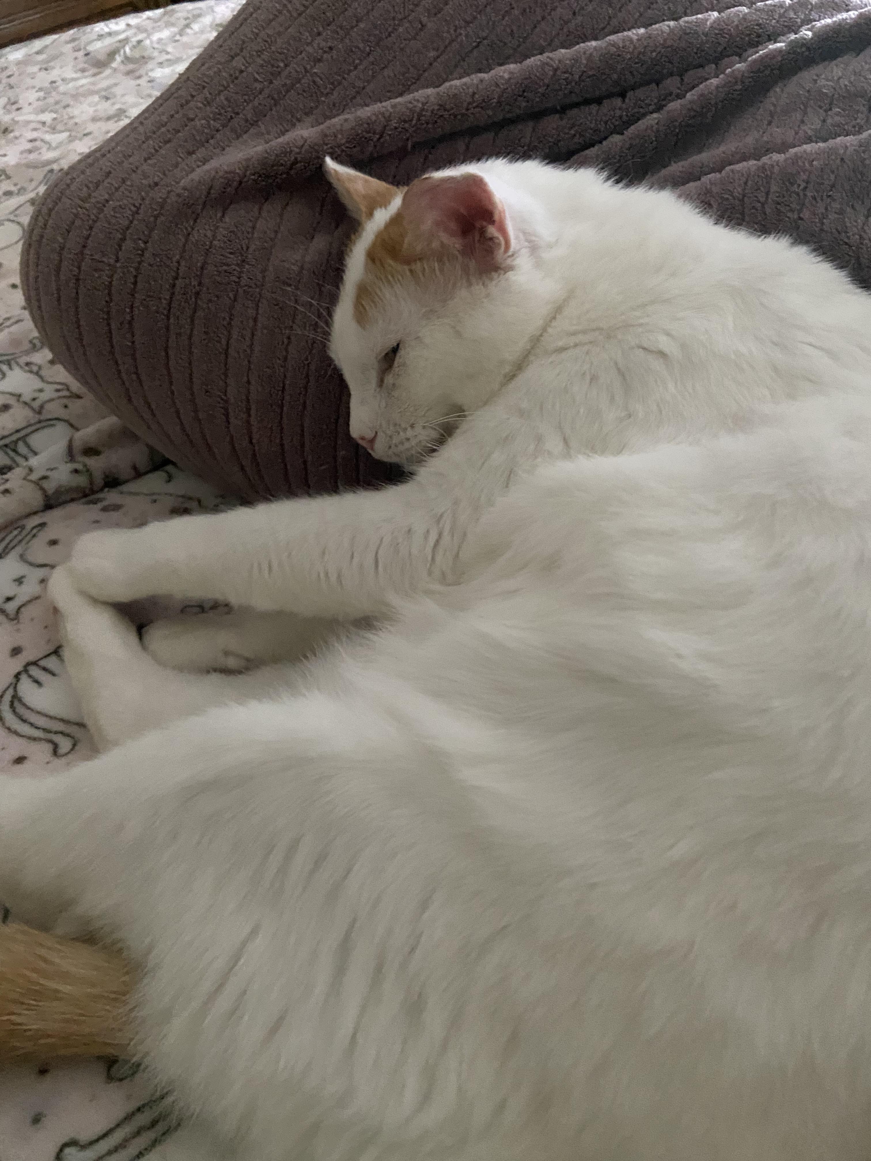 Billy, Adoptable, Young Male Domestic Short Hair.