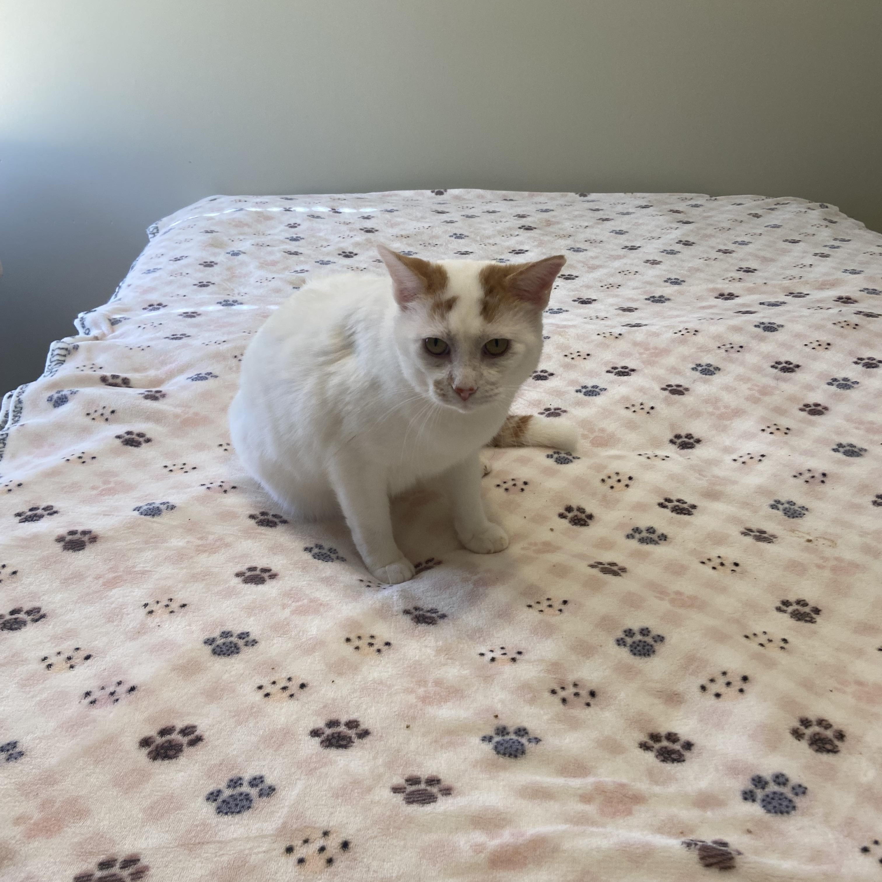 Enlarge Billy, a Adoptable Domestic Short Hair in Nashville, TN image 2/6