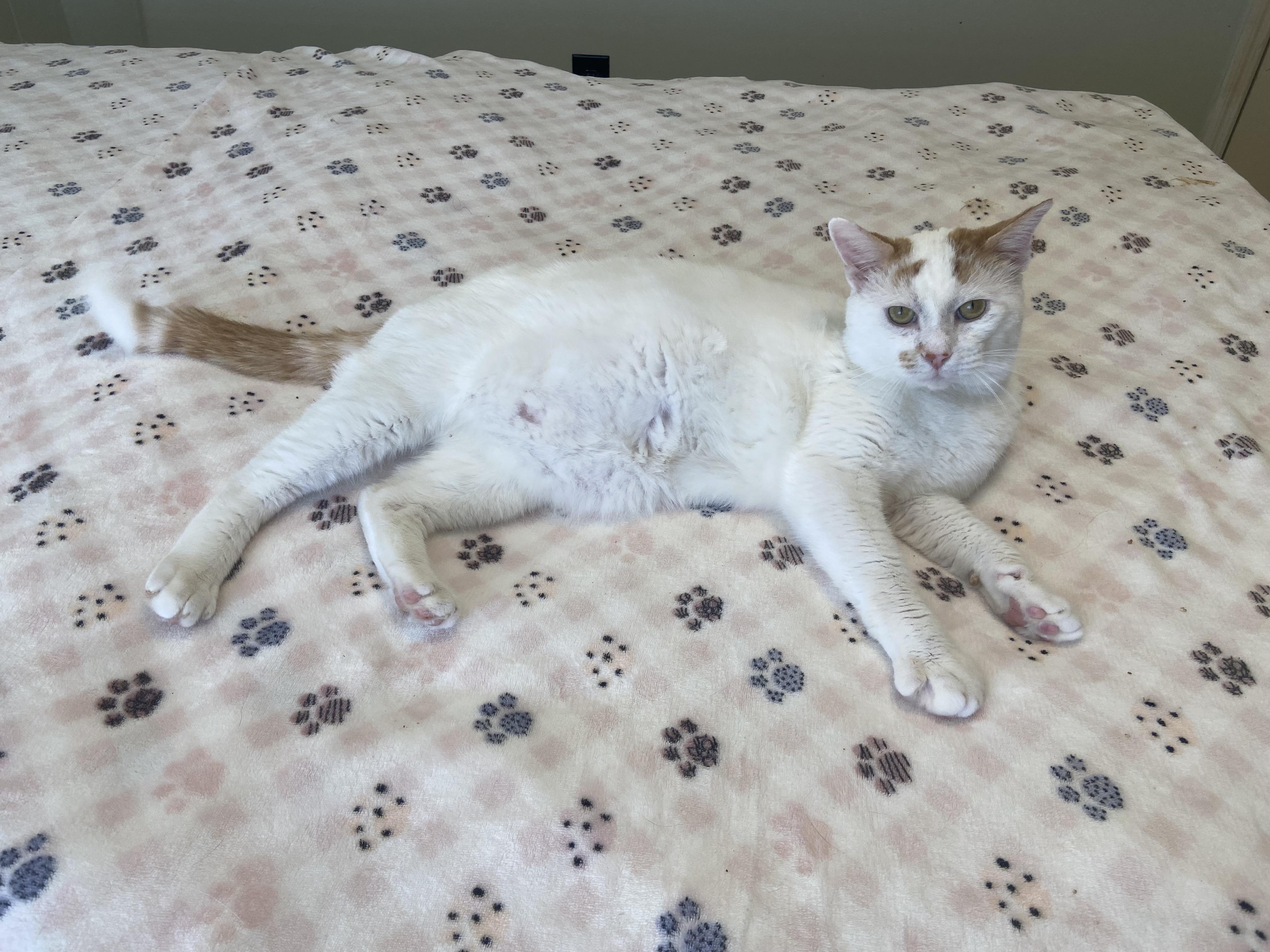 Enlarge Billy, a Adoptable Domestic Short Hair in Nashville, TN image 3/6