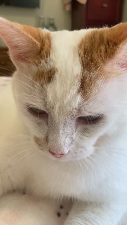 Enlarge Billy, a Adoptable Domestic Short Hair in Nashville, TN video 5/6