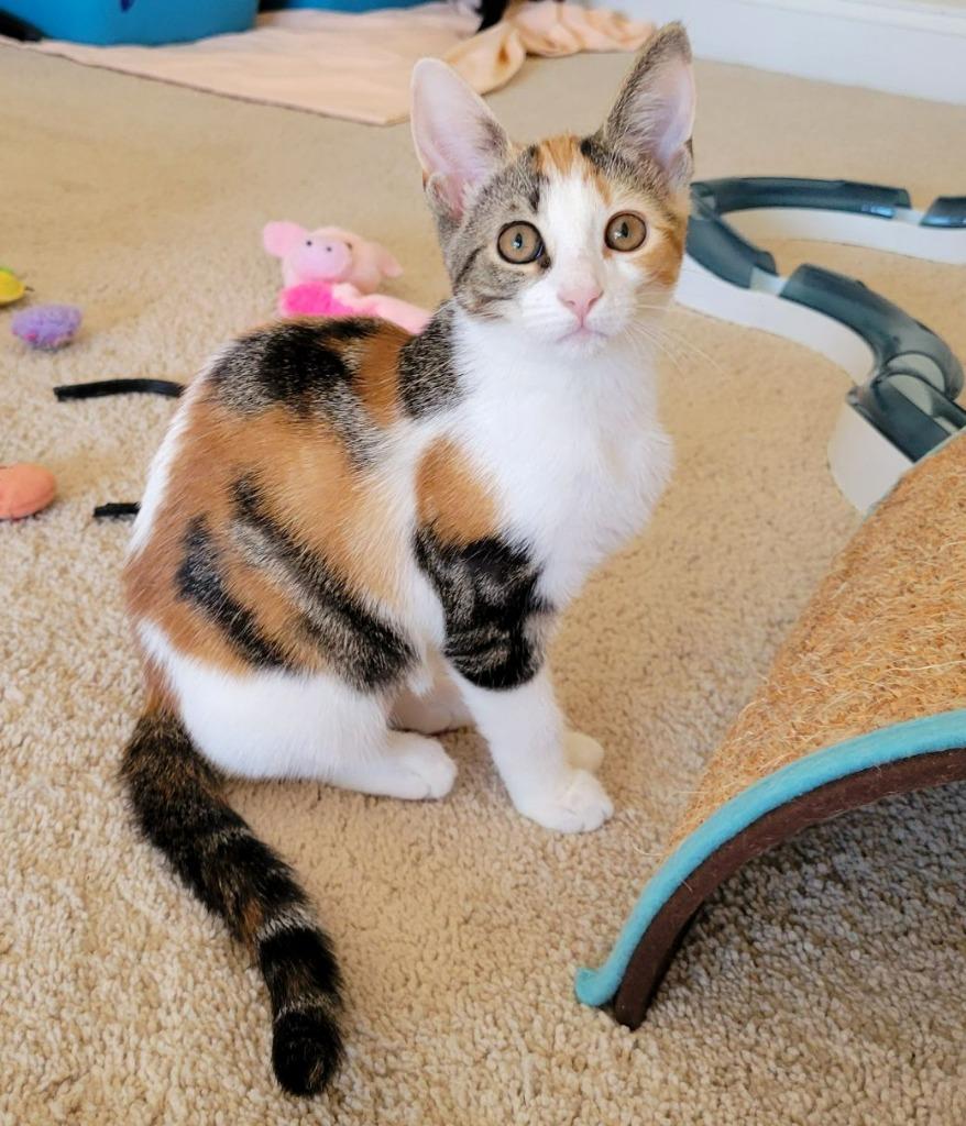 Nori, Adoptable, Kitten Female Calico & Domestic Short Hair.
