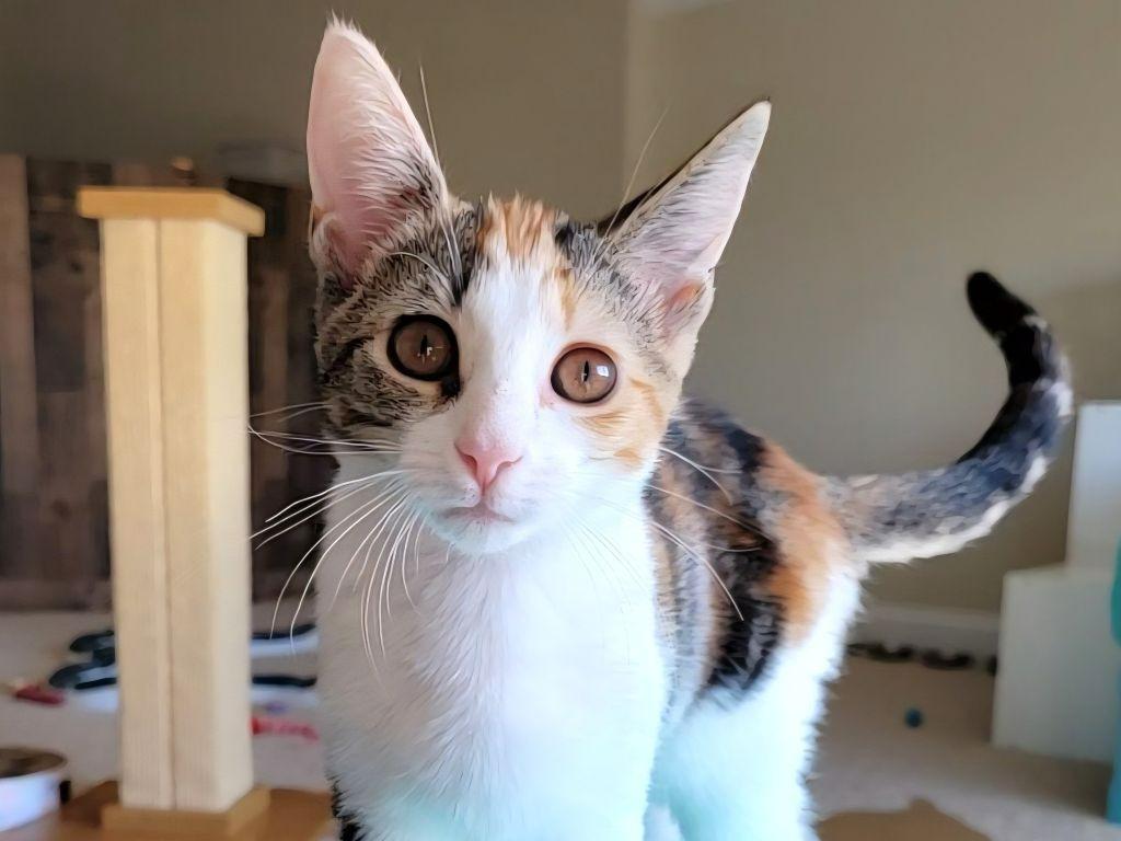 Enlarge Nori, a Adoptable mixed breed in Raleigh, NC image 2/4