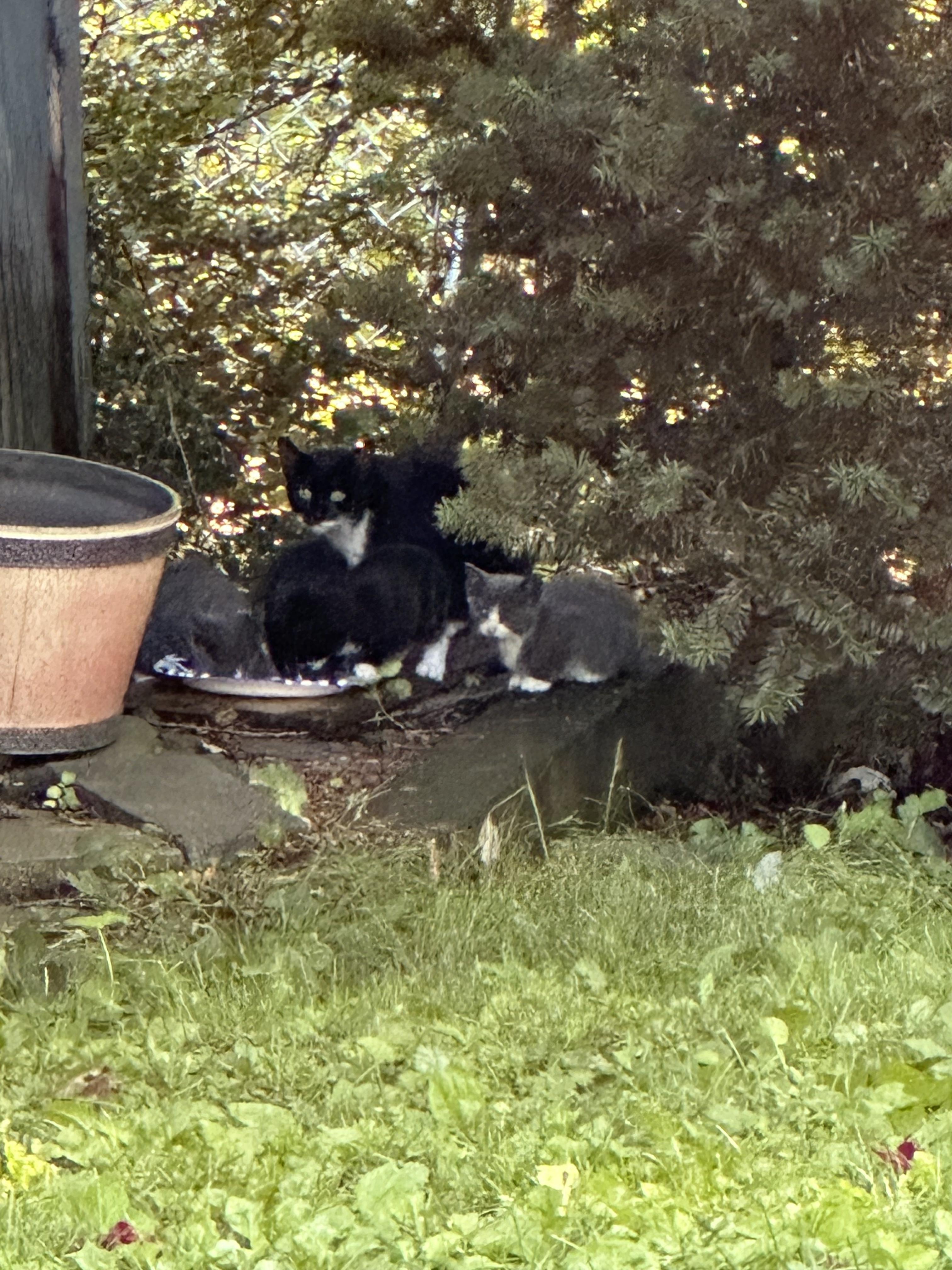 Enlarge W kittens- Whirlin', Wilder, Willy, a Adoptable Domestic Short Hair in Lake Hopatcong, NJ image 6/6