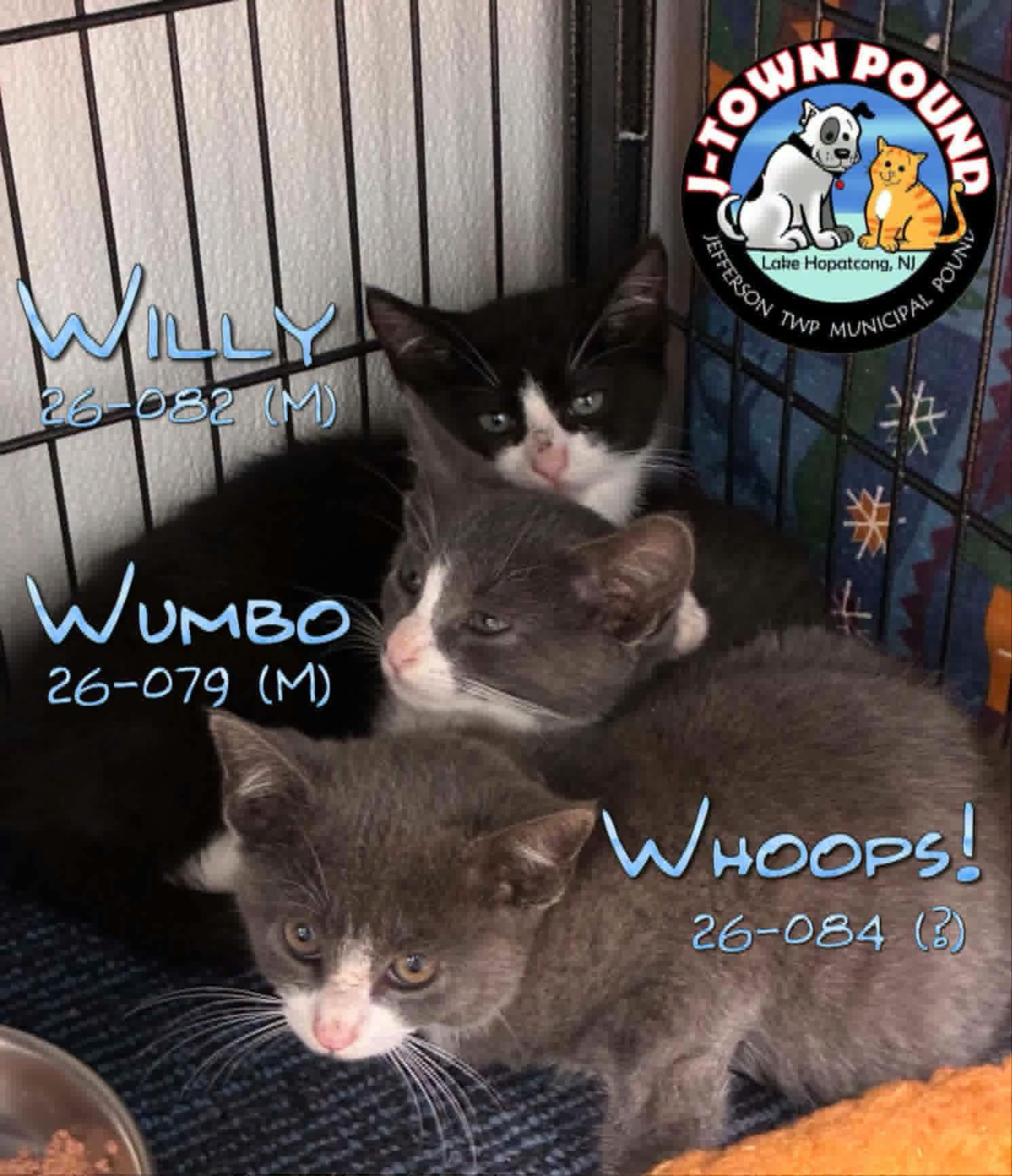 Enlarge W kittens- Whirlin', Wilder, Willy, a Adoptable Domestic Short Hair in Lake Hopatcong, NJ image 4/6