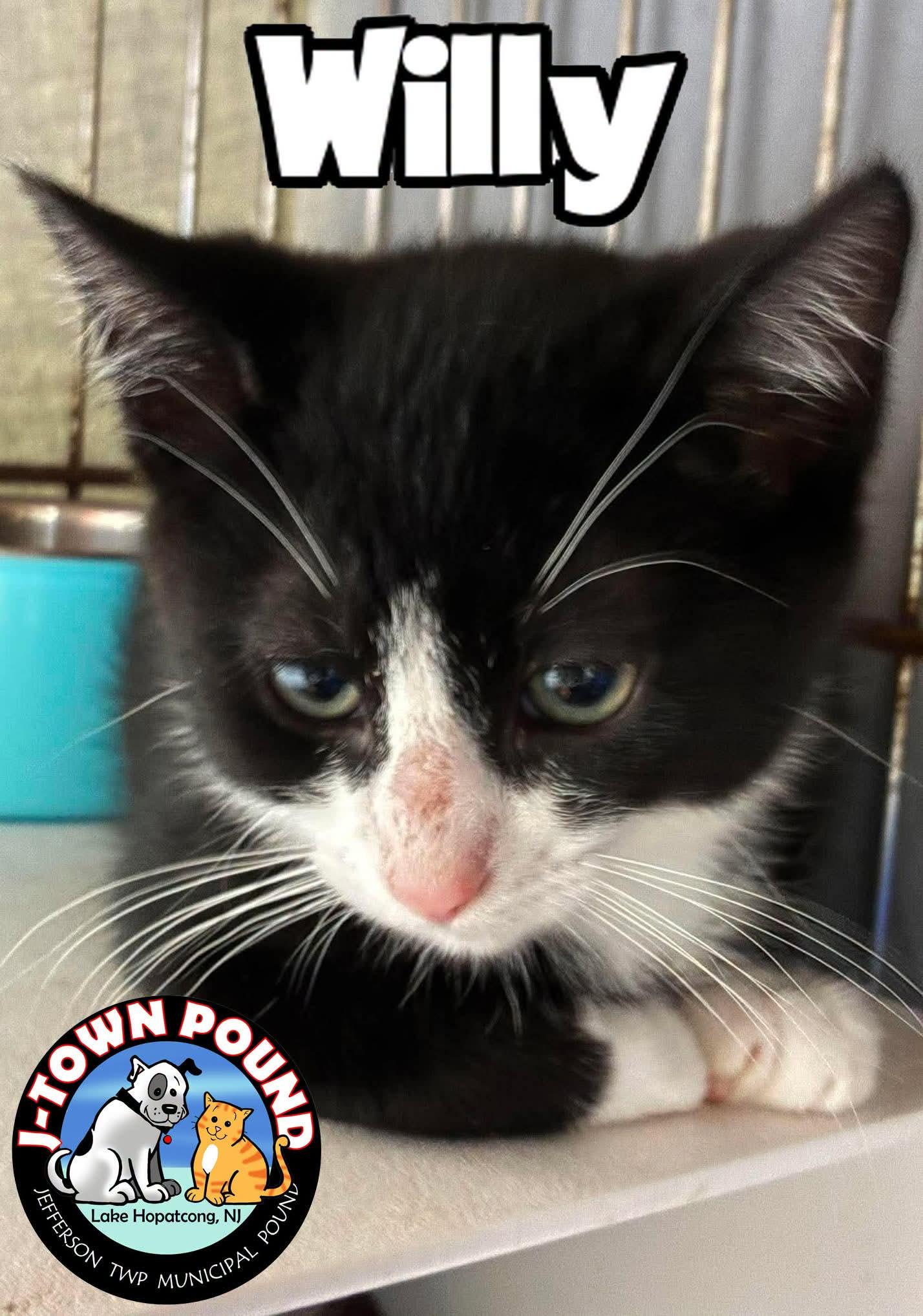 Enlarge W kittens- Whirlin', Wilder, Willy, a Adoptable Domestic Short Hair in Lake Hopatcong, NJ image 5/6