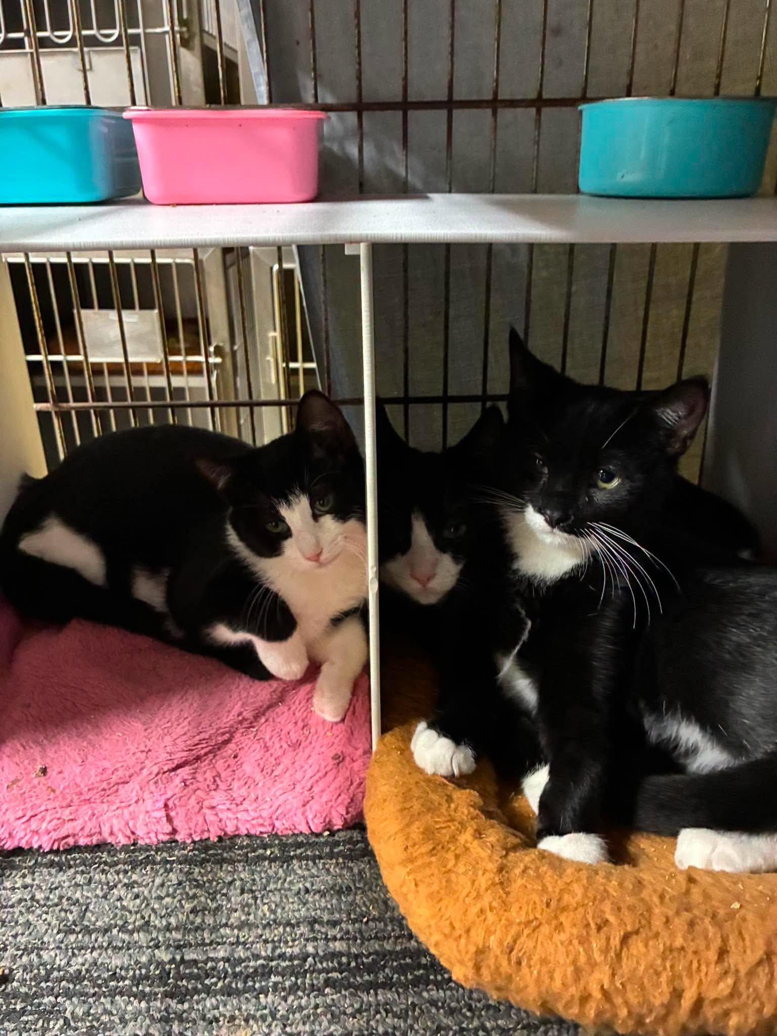 W kittens- Whirlin', Wilder, Willy photo