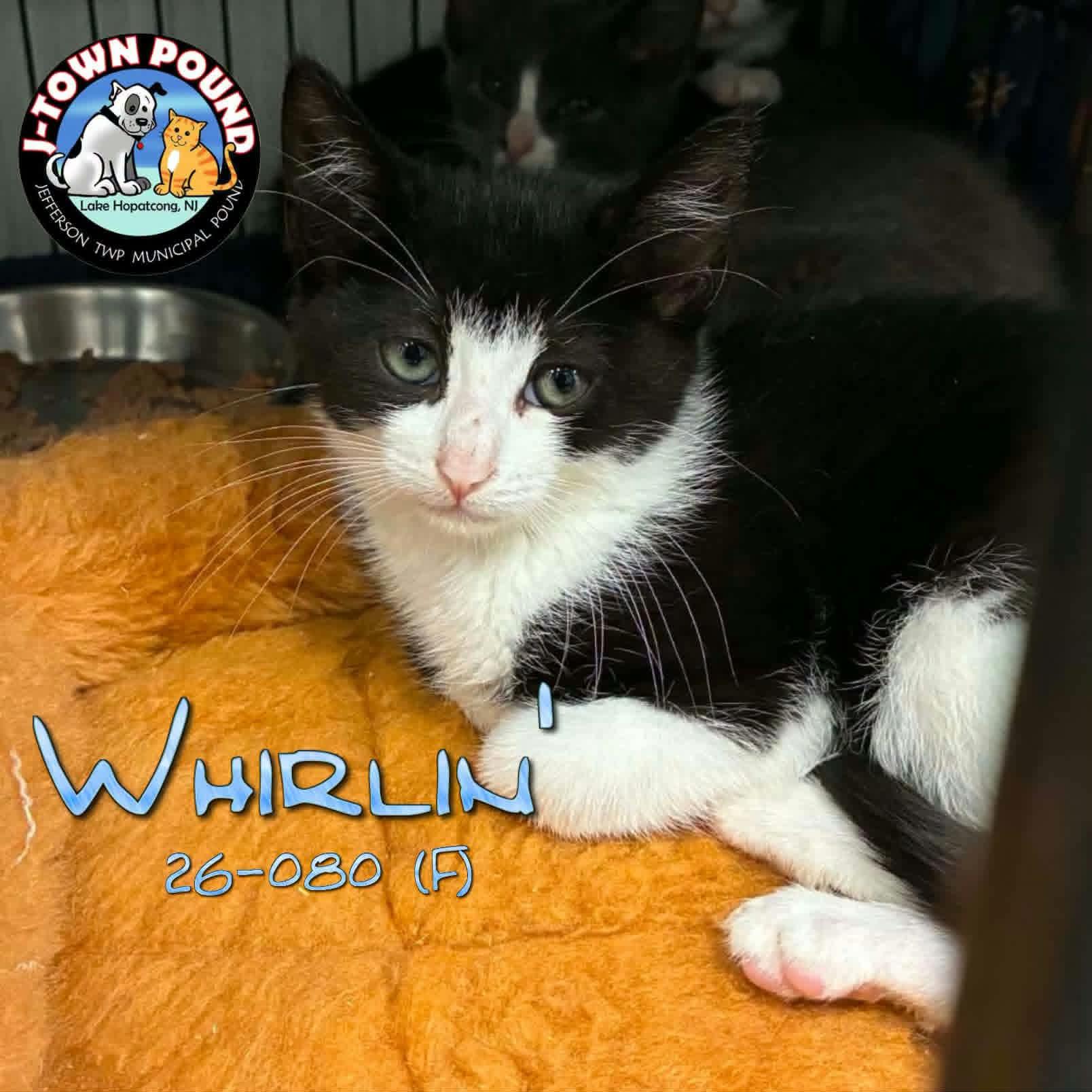 Enlarge W kittens- Whirlin', Wilder, Willy, a Adoptable Domestic Short Hair in Lake Hopatcong, NJ image 2/6