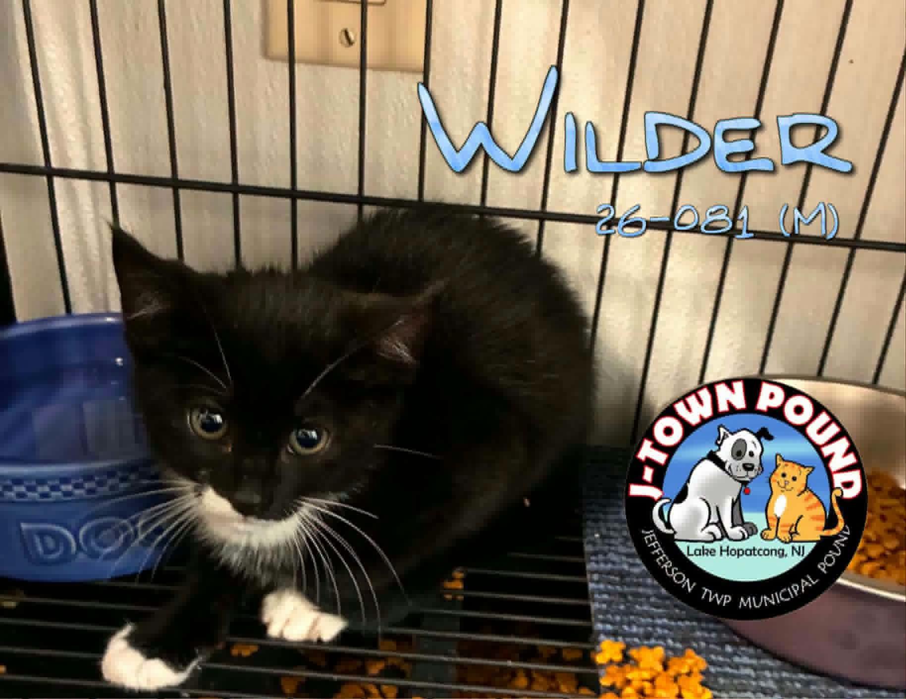 Enlarge W kittens- Whirlin', Wilder, Willy, a Adoptable Domestic Short Hair in Lake Hopatcong, NJ image 3/6