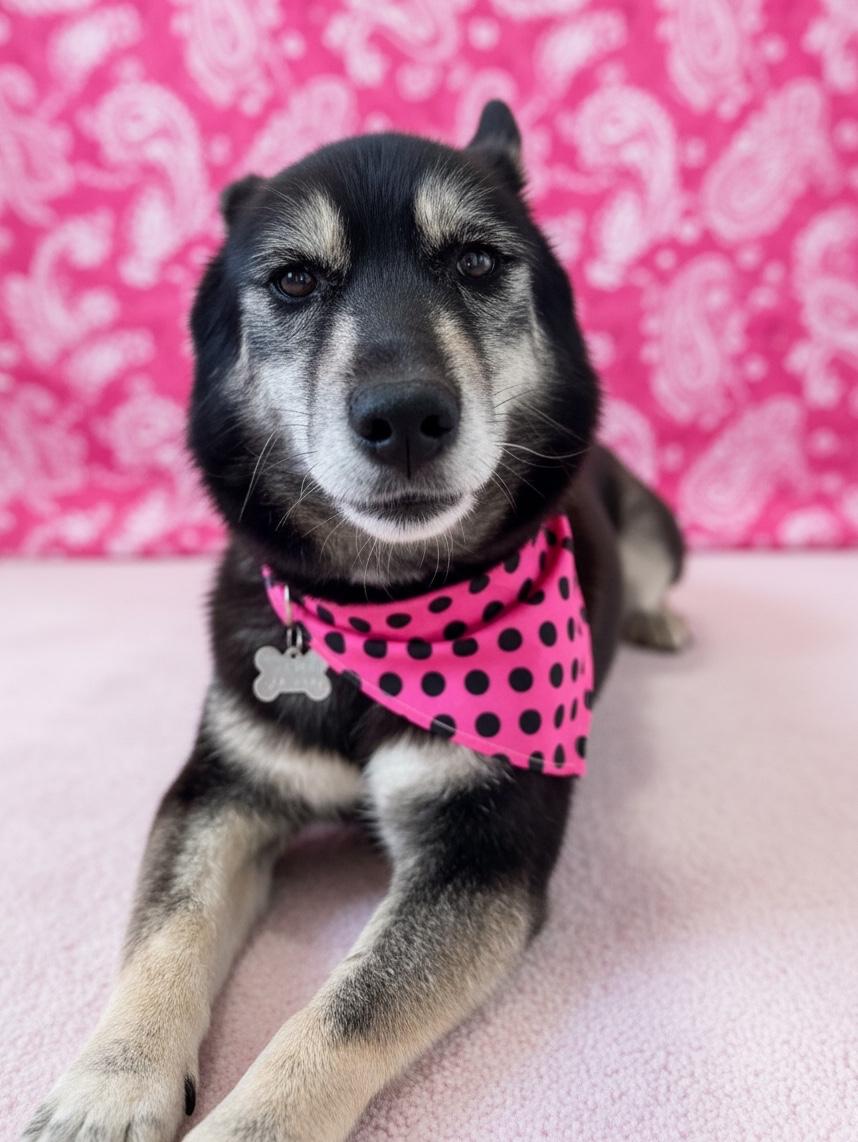 Dahlia-ADOPT Me, a ADOPTABLE mixed breed in Redondo Beach, CA image 2/4