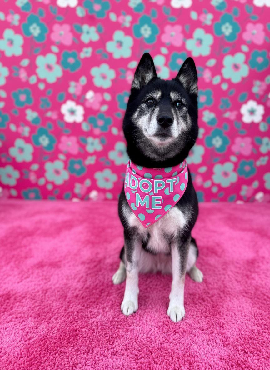 Enlarge Dahlia-ADOPT Me, a Adoptable mixed breed in Redondo Beach, CA image 1/6