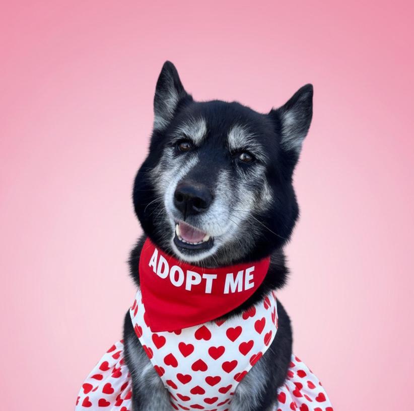 Enlarge Dahlia-ADOPT Me, a Adoptable mixed breed in Redondo Beach, CA image 2/6
