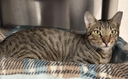 Maserati, a Adoptable mixed breed in Venice, FL image 1/3
