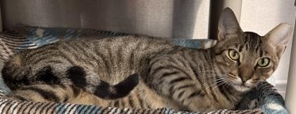 Maserati, a Adoptable mixed breed in Venice, FL image 2/3