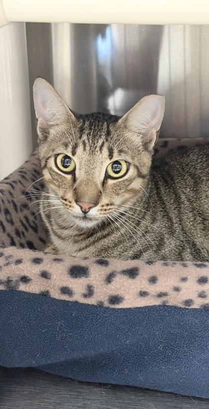 Maserati, Adoptable, Adult Male Domestic Short Hair & Domestic Short Hair.