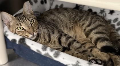 Maserati, a Adoptable mixed breed in Venice, FL image 2/3