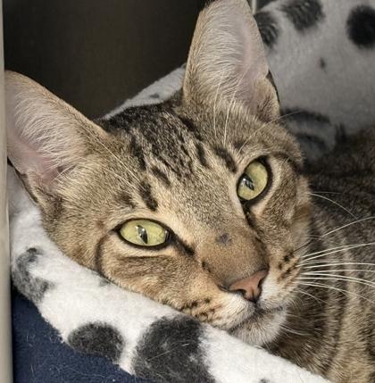 Maserati, a Adoptable mixed breed in Venice, FL image 3/3