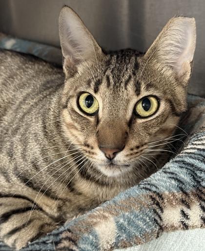 Maserati, a Adoptable mixed breed in Venice, FL image 3/3