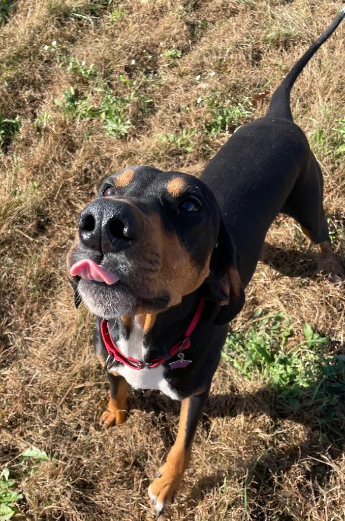 Enlarge Copper, a Adoptable Hound in Spooner, WI image 2/5
