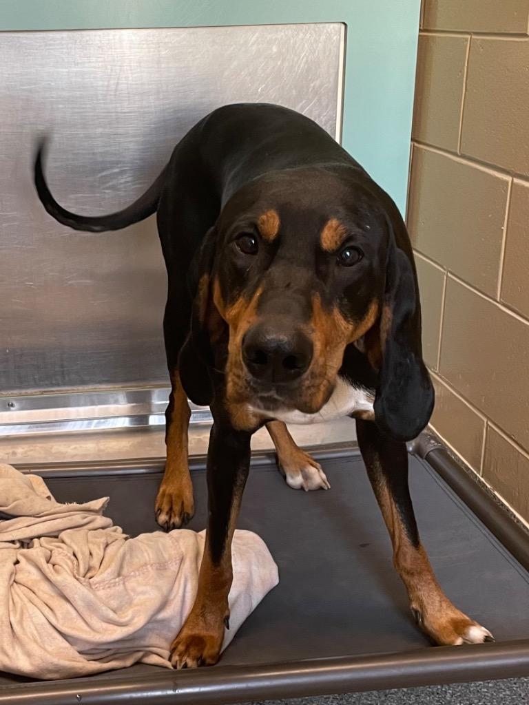 Enlarge Copper, a Adoptable Hound in Spooner, WI image 5/5