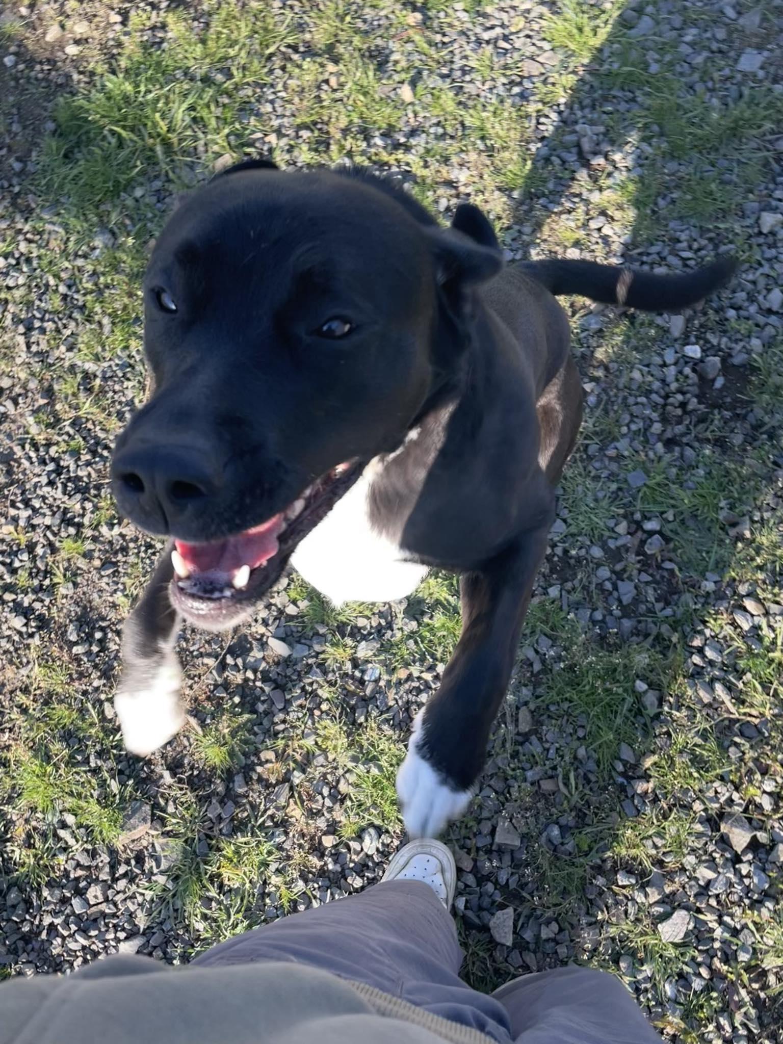 Zara, a ADOPTABLE mixed breed in St. Maries, ID image 2/4