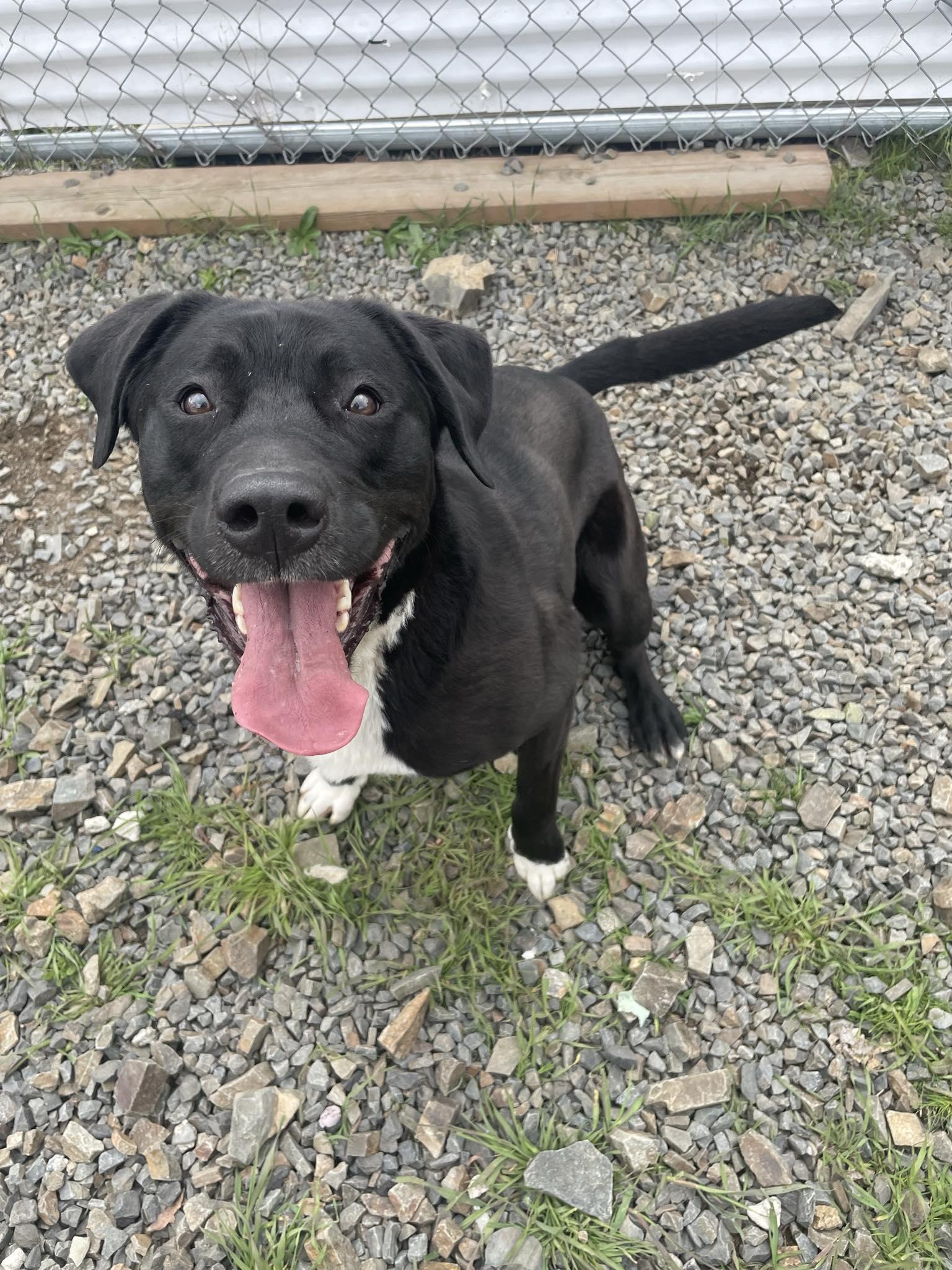 Zara, a ADOPTABLE mixed breed in St. Maries, ID image 1/4