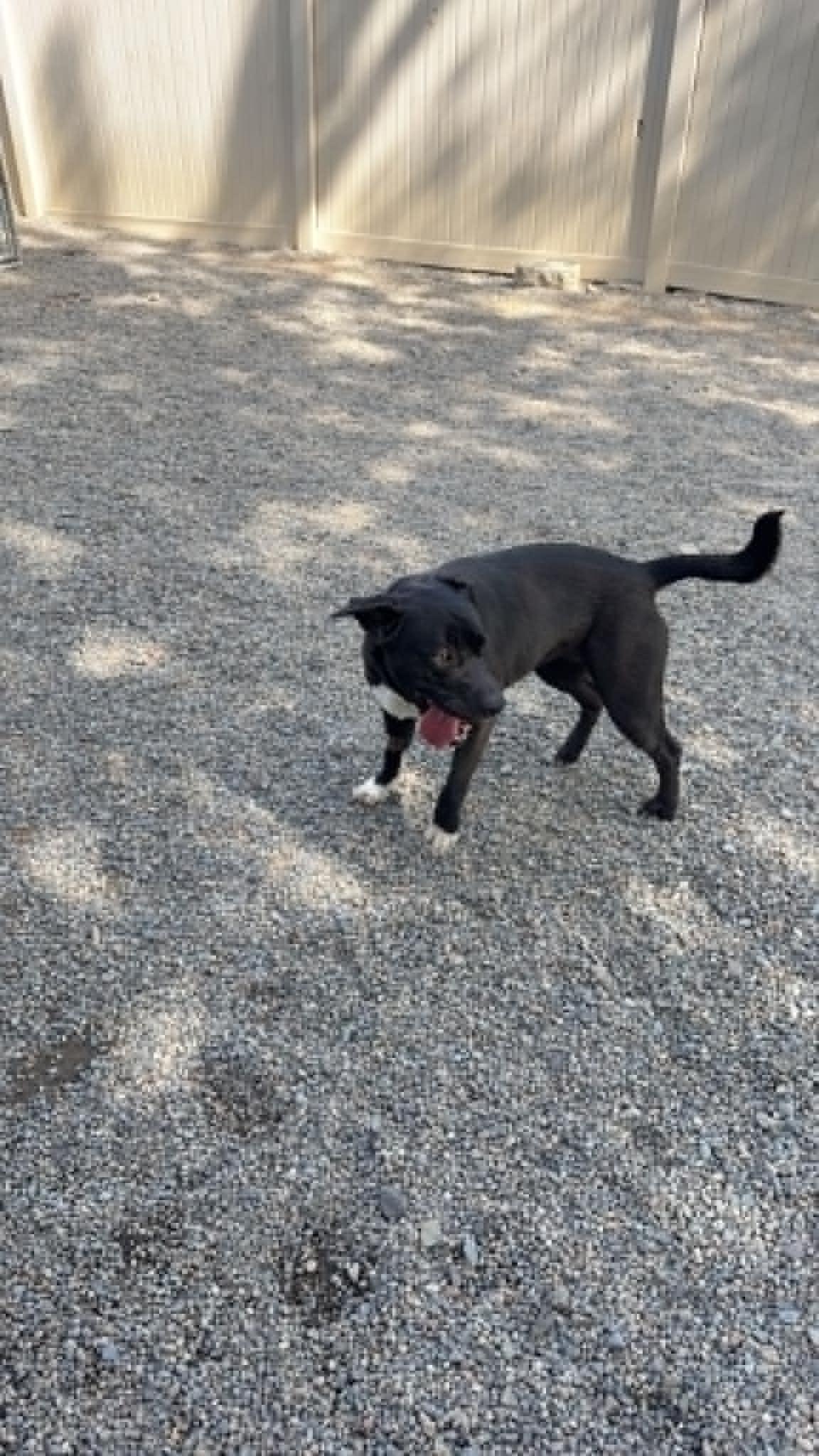 Zara, a ADOPTABLE mixed breed in St. Maries, ID image 3/4