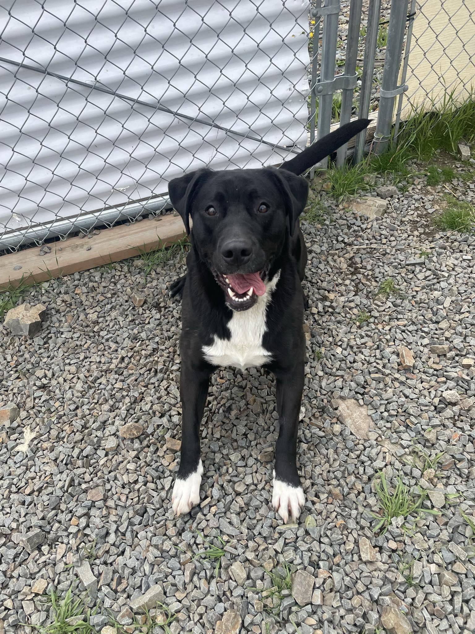 Zara, a ADOPTABLE mixed breed in St. Maries, ID image 4/4