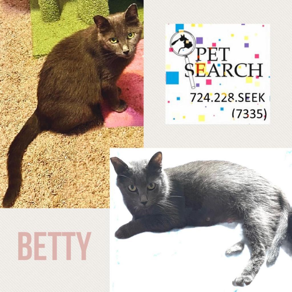 Betty, Adoptable, Adult Female Domestic Short Hair.