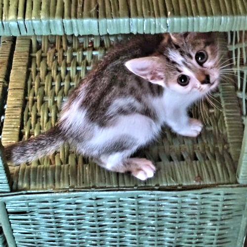 Enlarge Jellybean, a Adoptable Tabby in Rutherfordton, NC image 1/3