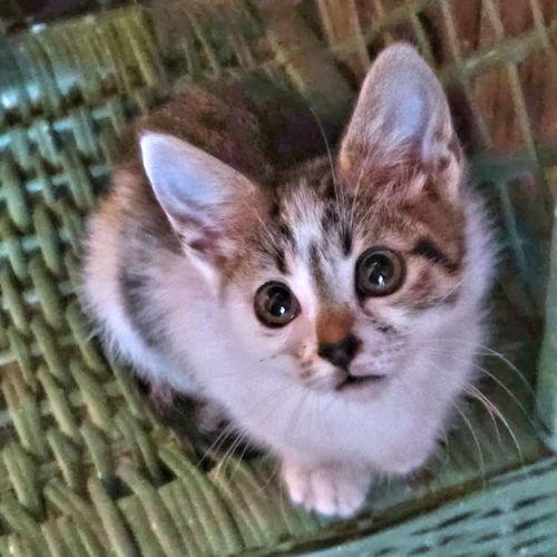 Enlarge Jellybean, a Adoptable Tabby in Rutherfordton, NC image 2/3