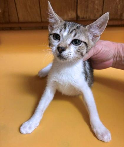 Enlarge Jellybean, a Adoptable Tabby in Rutherfordton, NC image 3/3