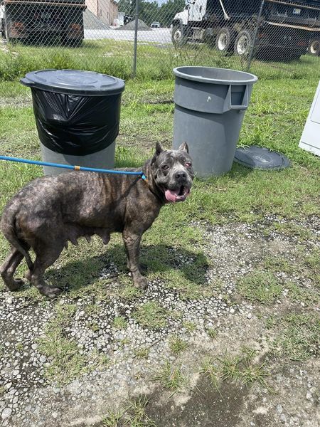 Molly photo 4