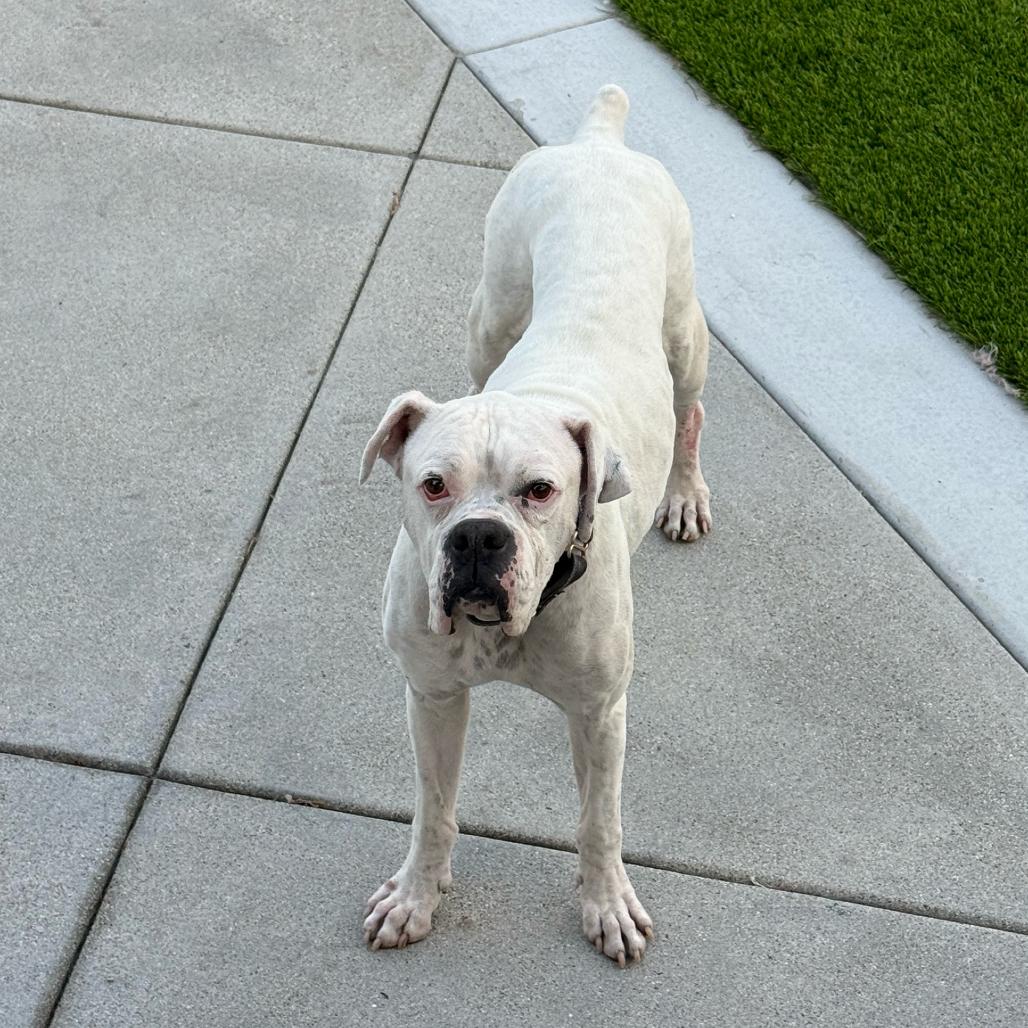 Enlarge Drew, a Adoptable mixed breed in San Diego, CA image 1/5