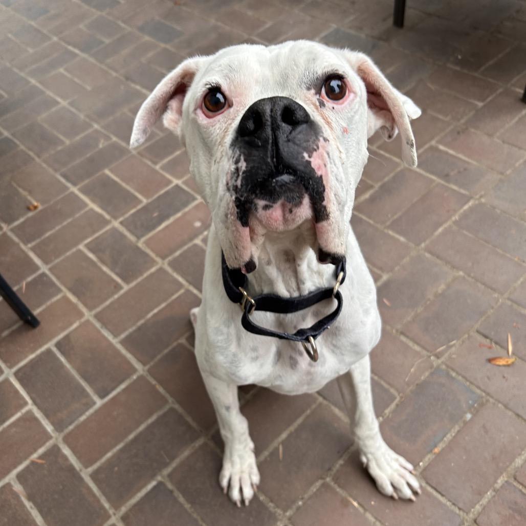 Enlarge Drew, a Adoptable mixed breed in San Diego, CA image 2/5