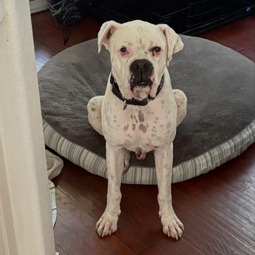 Enlarge Drew, a Adoptable mixed breed in San Diego, CA image 3/5