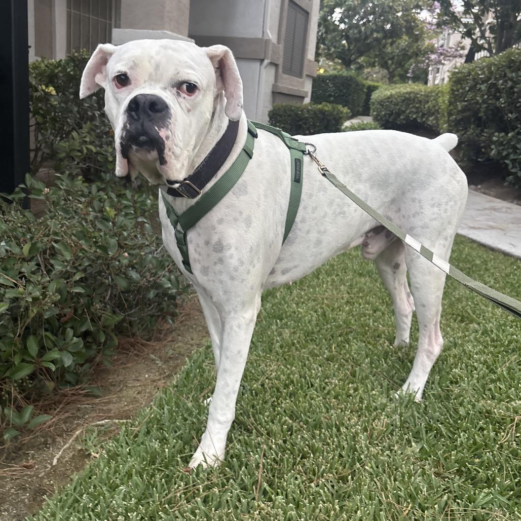 Enlarge Drew, a Adoptable mixed breed in San Diego, CA image 4/5