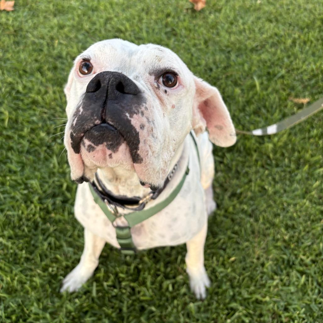 Enlarge Drew, a Adoptable mixed breed in San Diego, CA image 5/5