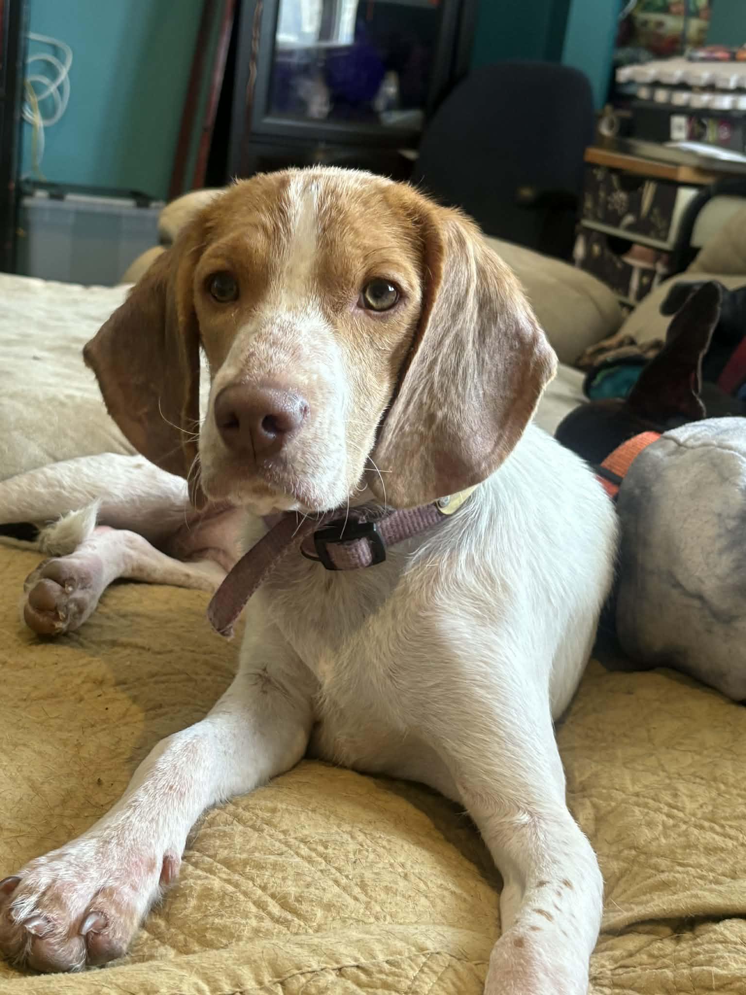 Coco, ADOPTABLE, Young Female Beagle.