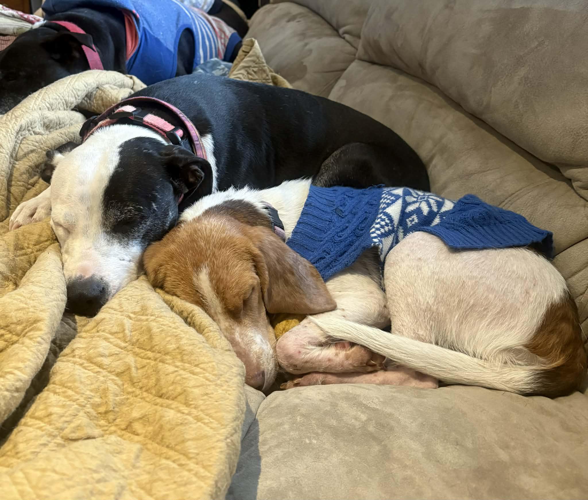 Enlarge Coco, a ADOPTABLE Beagle in East Amherst, NY image 2/2