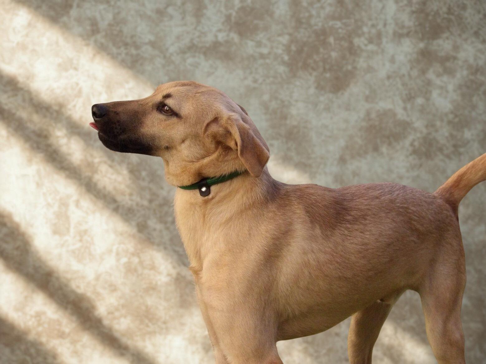 Juniper, a ADOPTABLE mixed breed in Fort Pierce, FL image 1/2