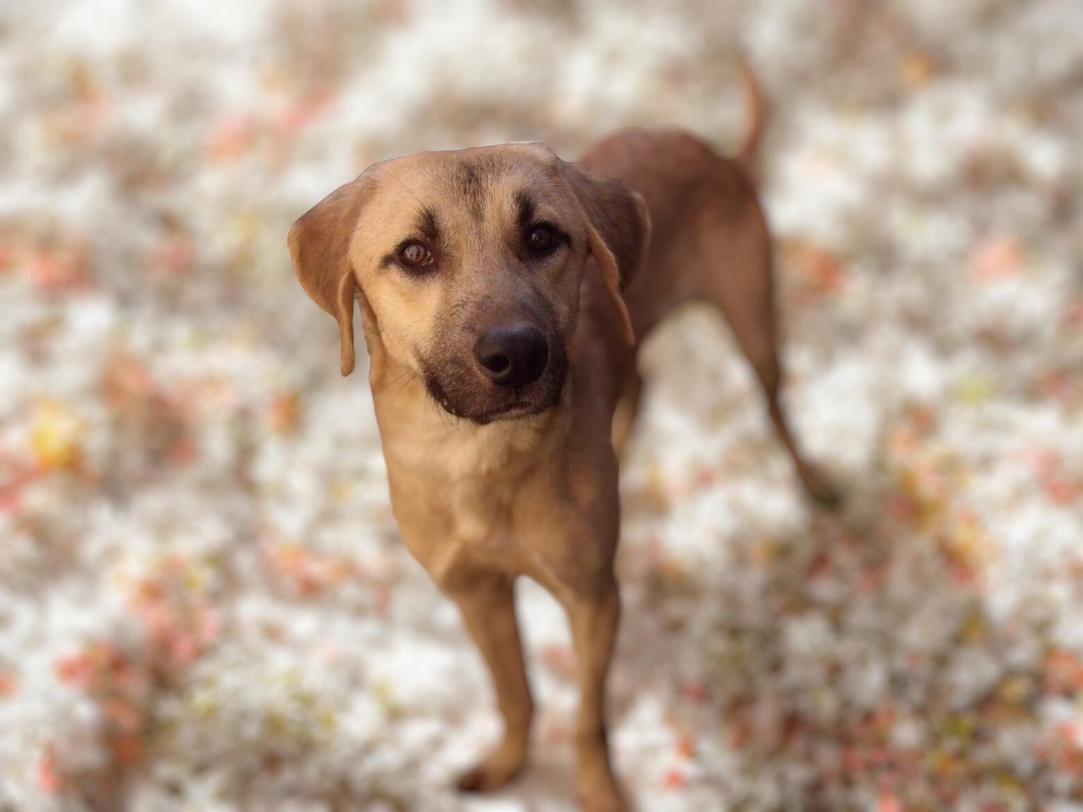 Juniper, a ADOPTABLE mixed breed in Fort Pierce, FL image 2/2