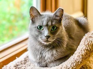 Petunia photo