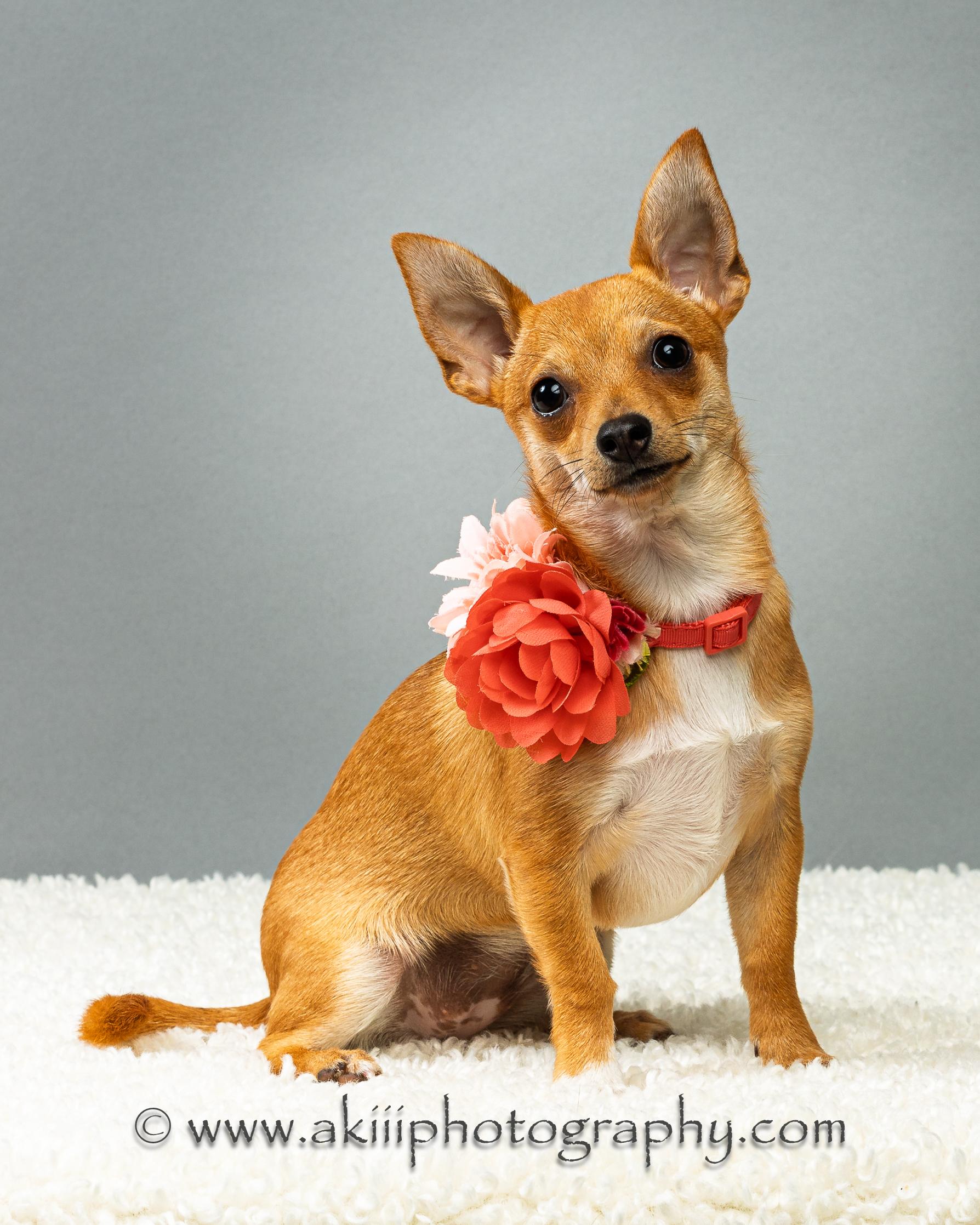 Belle - Puppy, ADOPTABLE, Puppy Female Chihuahua.
