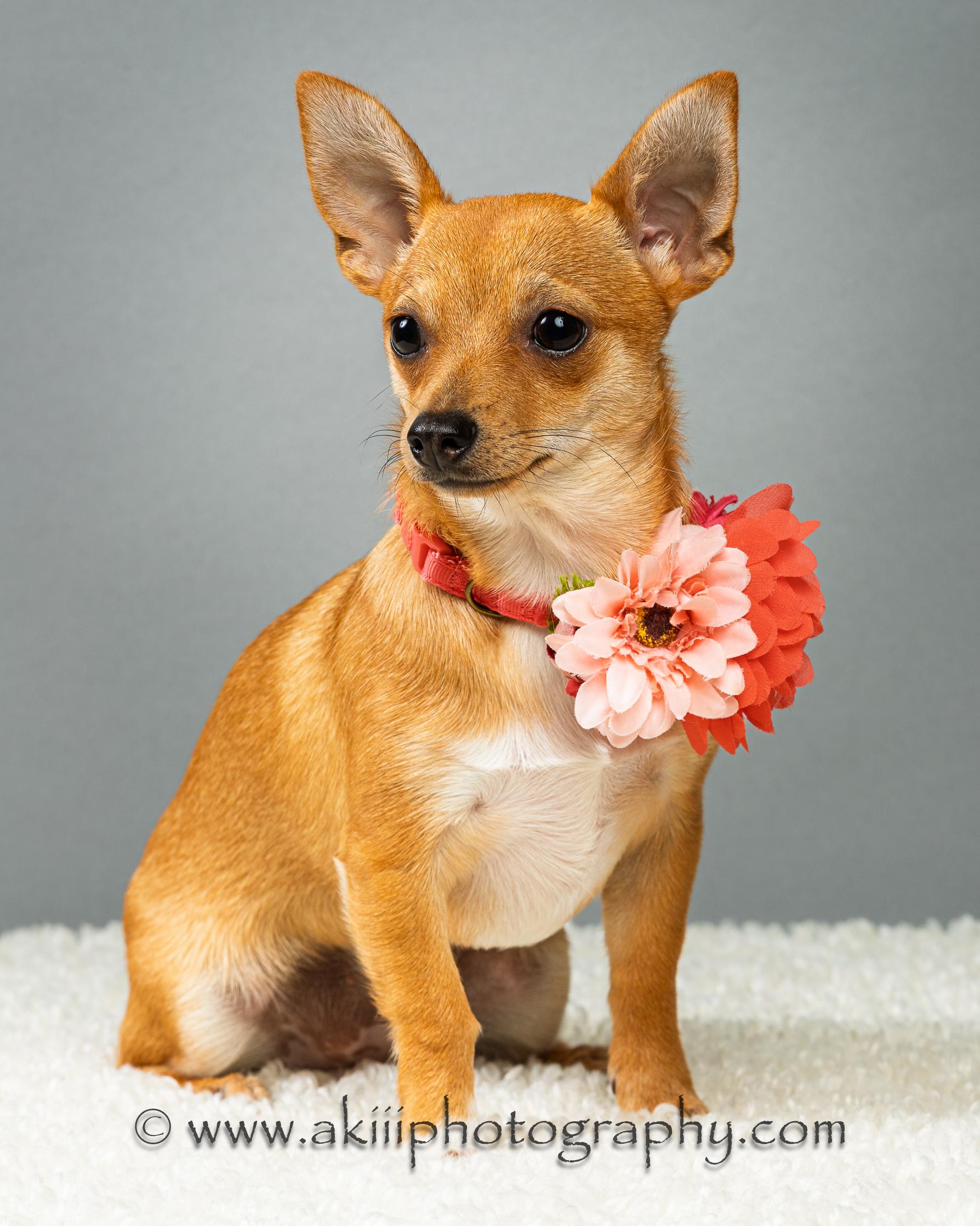 Enlarge Belle - Puppy, a ADOPTABLE Chihuahua in Plano, TX image 5/6