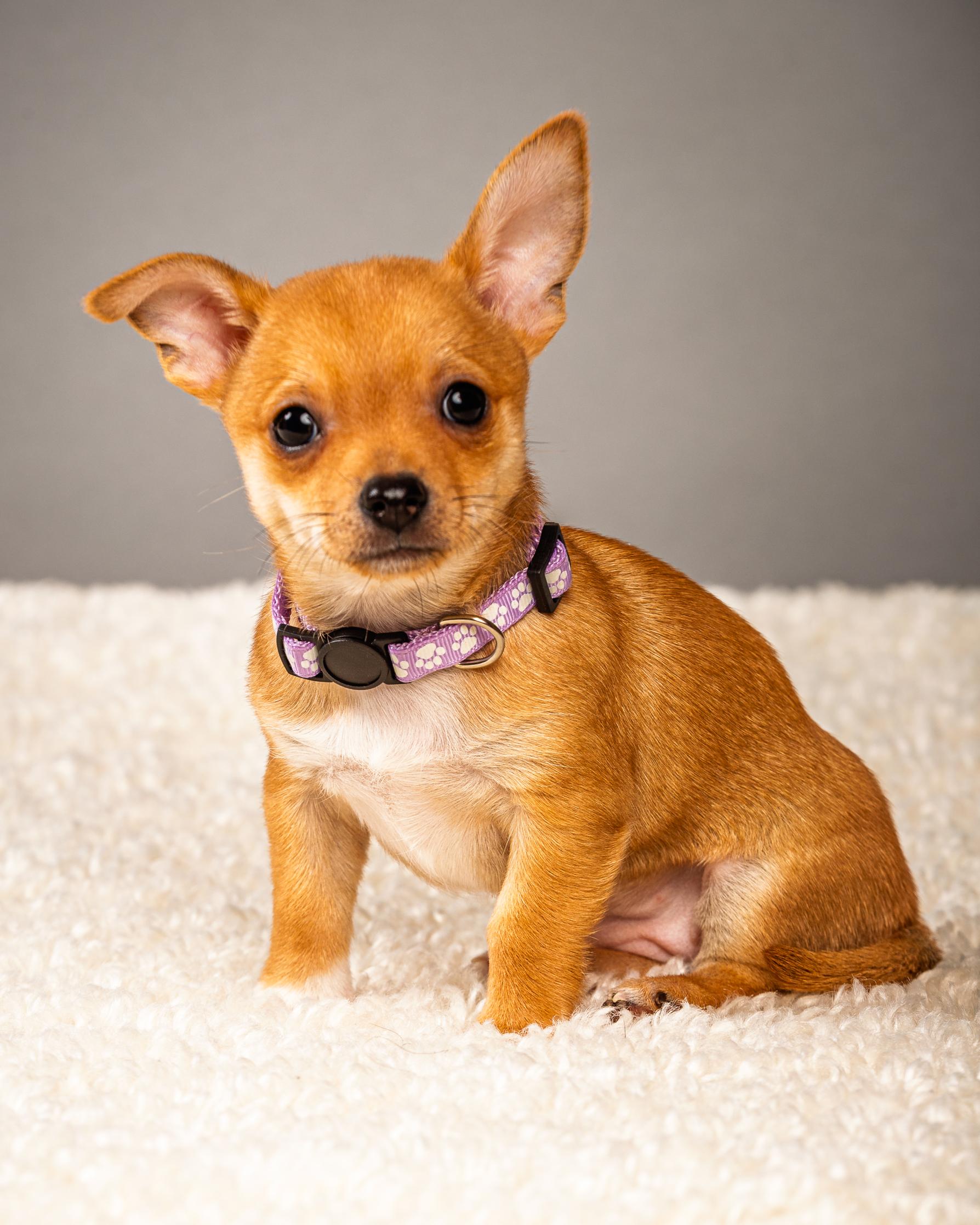 Enlarge Belle - Puppy - Coming Late March, a ADOPTABLE Chihuahua in Plano, TX image 1/6