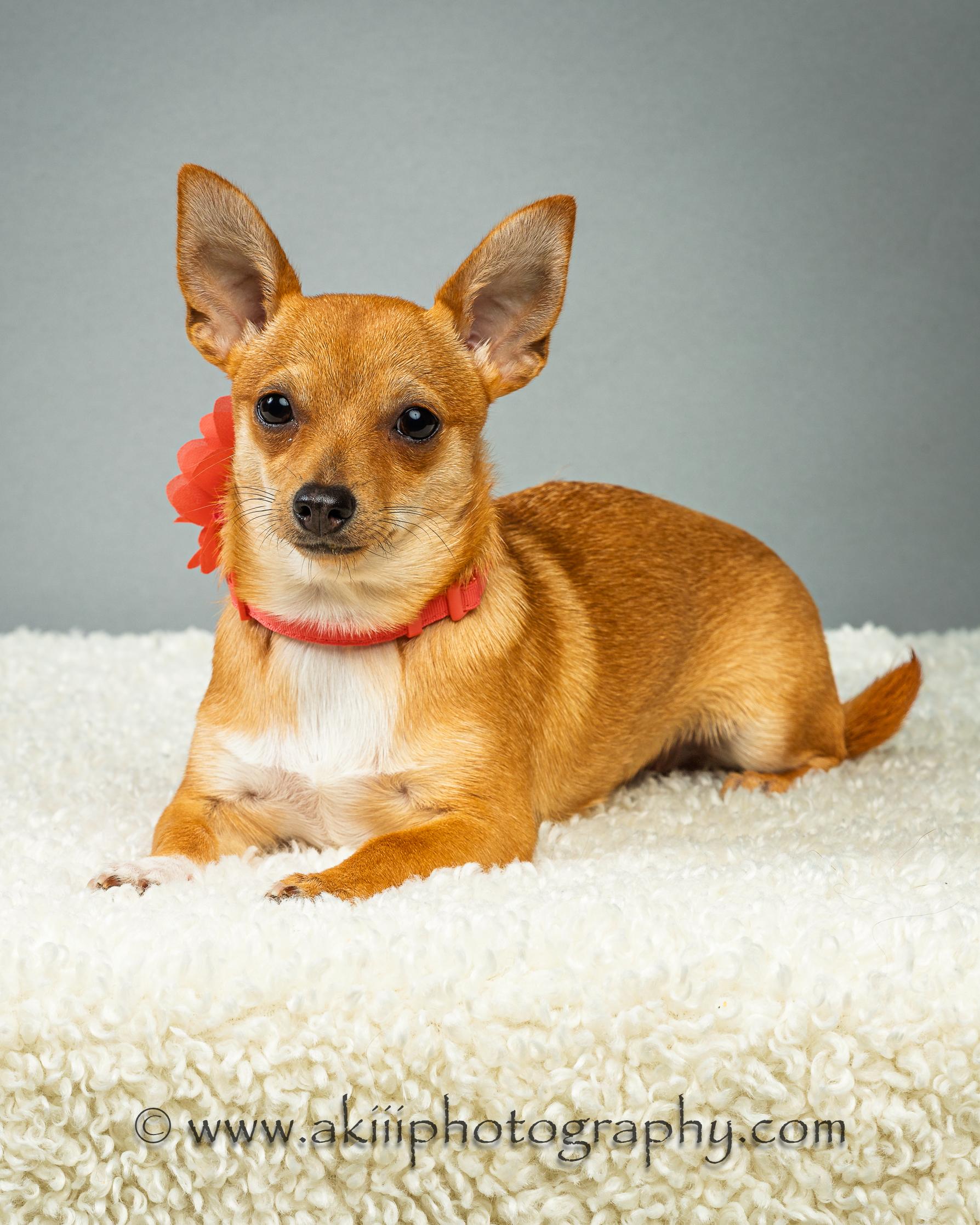 Enlarge Belle - Puppy, a ADOPTABLE Chihuahua in Plano, TX image 3/6