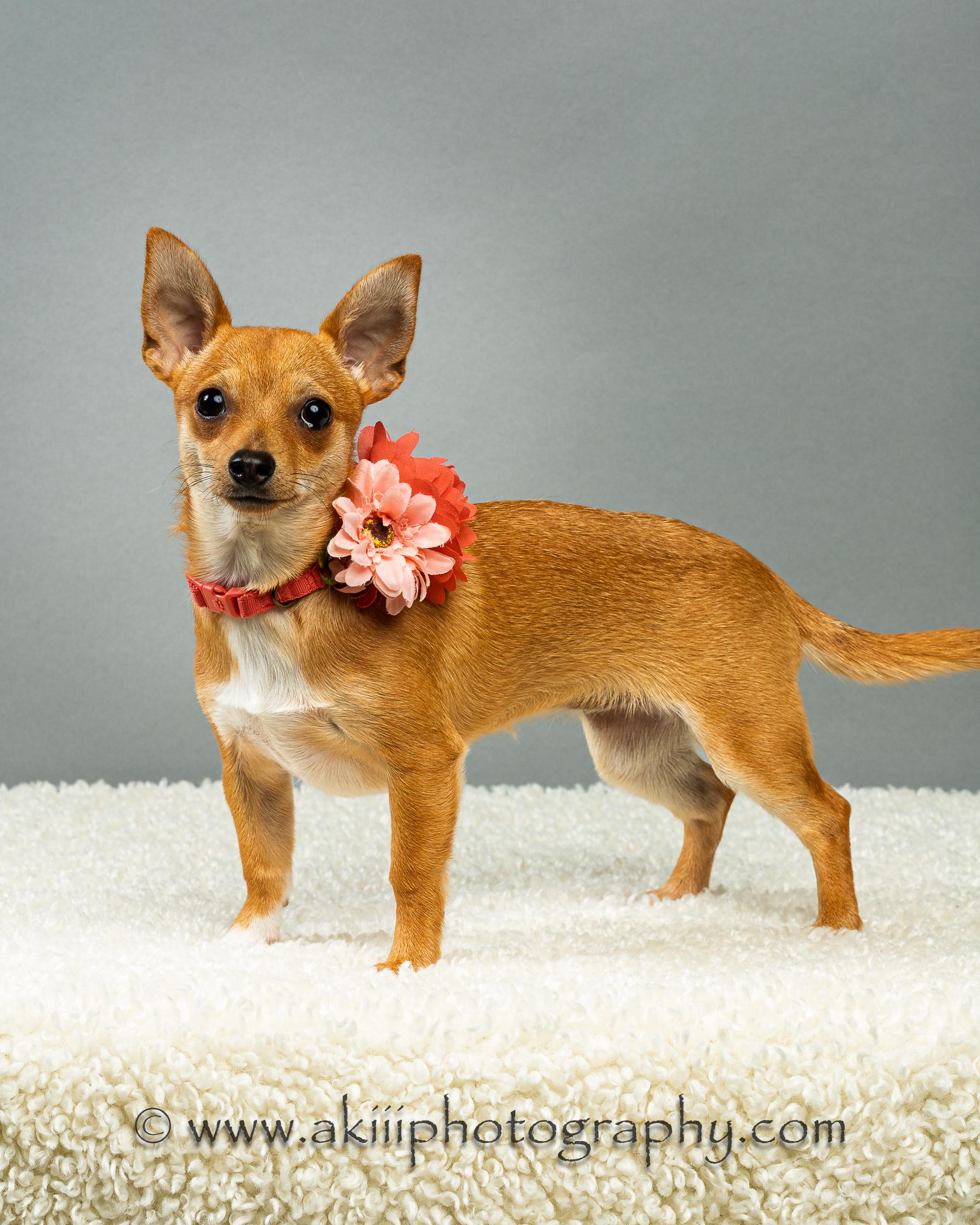 Enlarge Belle - Puppy, a ADOPTABLE Chihuahua in Plano, TX image 4/6