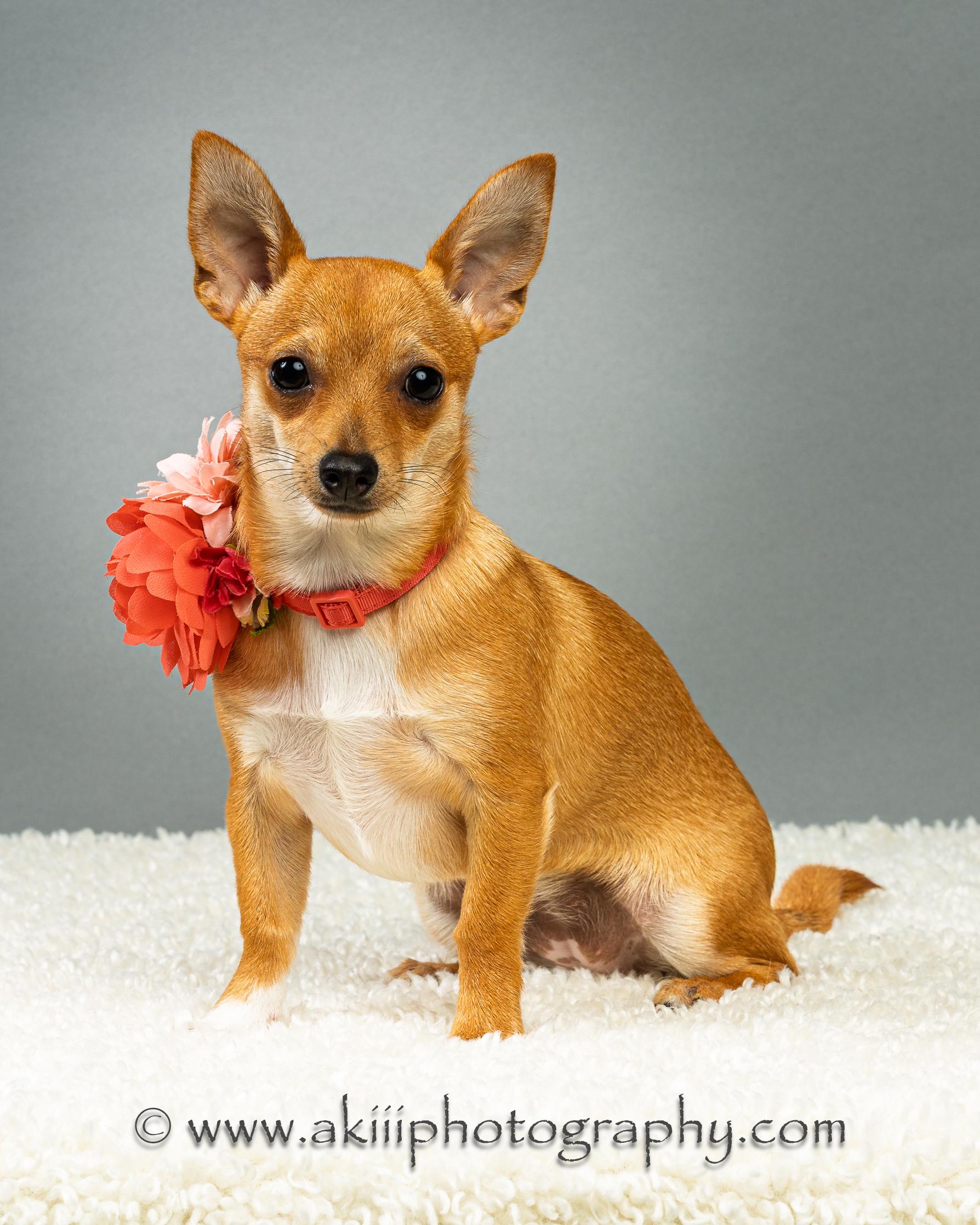 Enlarge Belle - Puppy, a ADOPTABLE Chihuahua in Plano, TX image 6/6