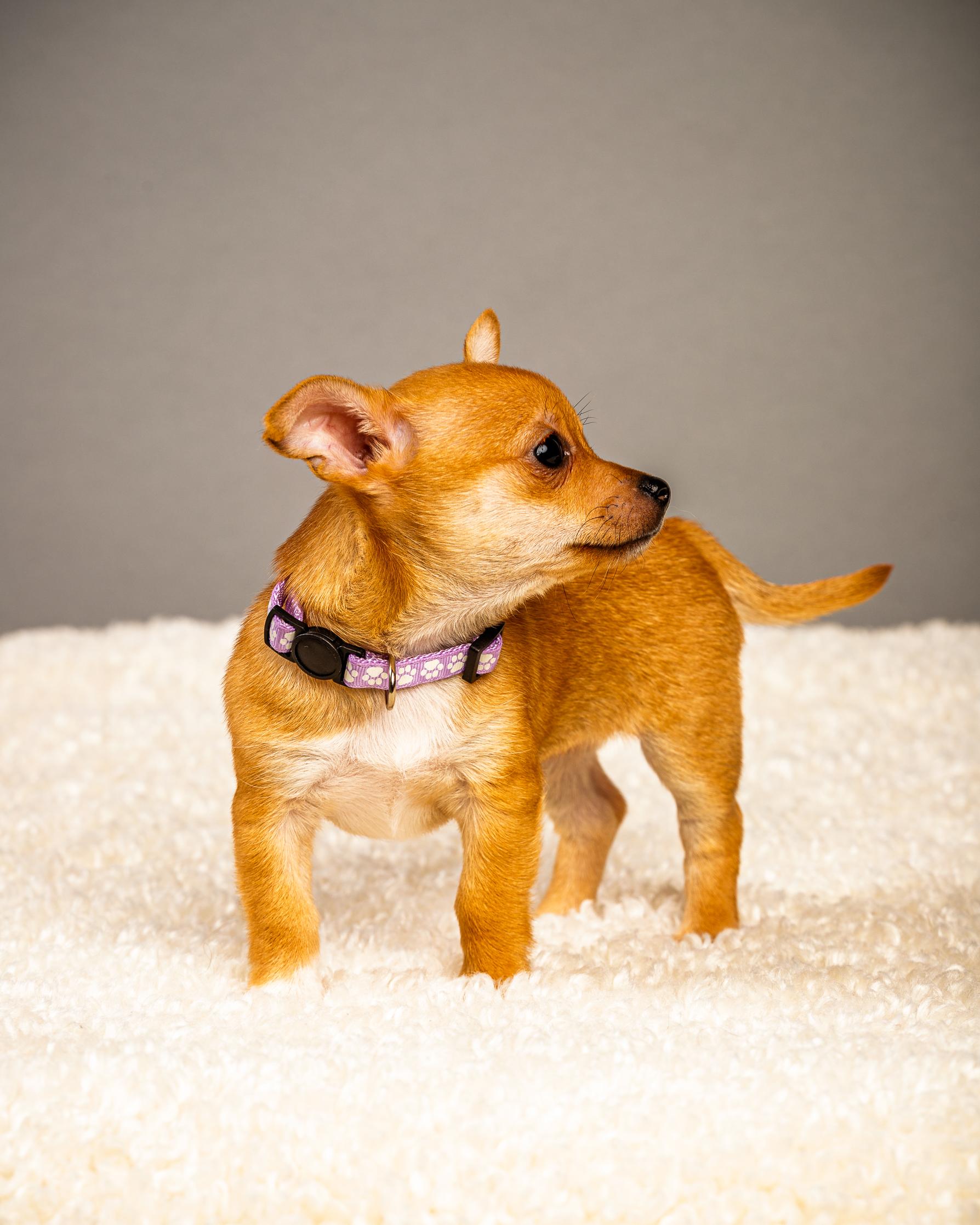Enlarge Belle - Puppy - Coming Late March, a ADOPTABLE Chihuahua in Plano, TX image 4/6